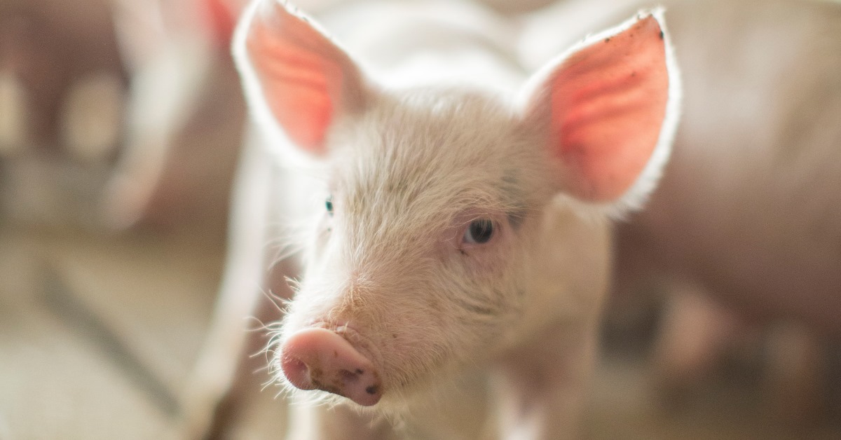 Zinc supplementation in swine nursery diets Hubbard Feeds